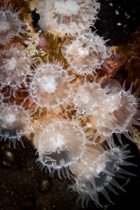 Anemone taken at Crystal Palace, Rottnest Island WA. Cano... by Mick Tait 